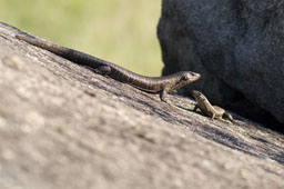 Lizards in the sun